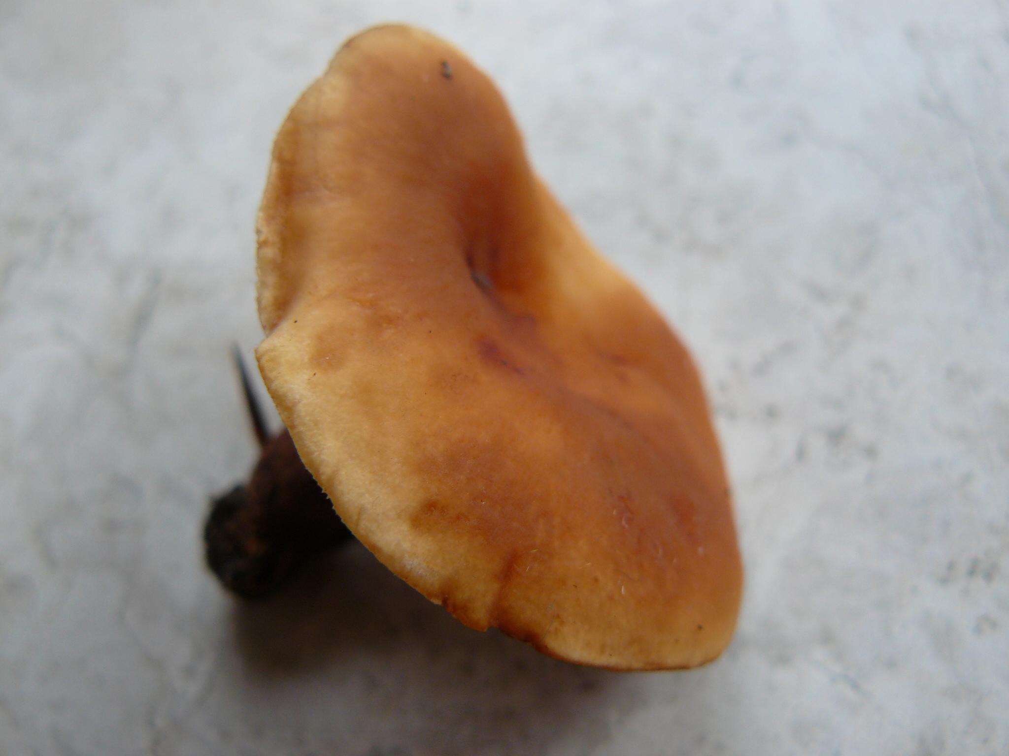 fungo marroncino bordo bianco